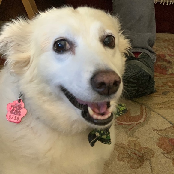 Meet your Posher, Jenn - Picture 7 of 8